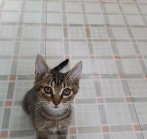 猫为何喜欢在土上（揭秘猫咪的土地情结和对健康的影响）