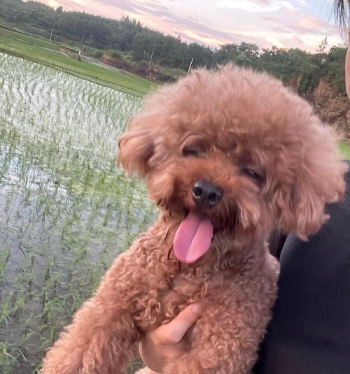泰迪狗狗背上的胞囊肿（宠物健康需求及相关注意事项）