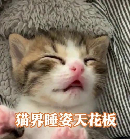 猫咪的奇妙表现(探索宠物猫咪的神奇行为) 猫咪的奇妙表现(探索宠物猫咪的神奇行为)