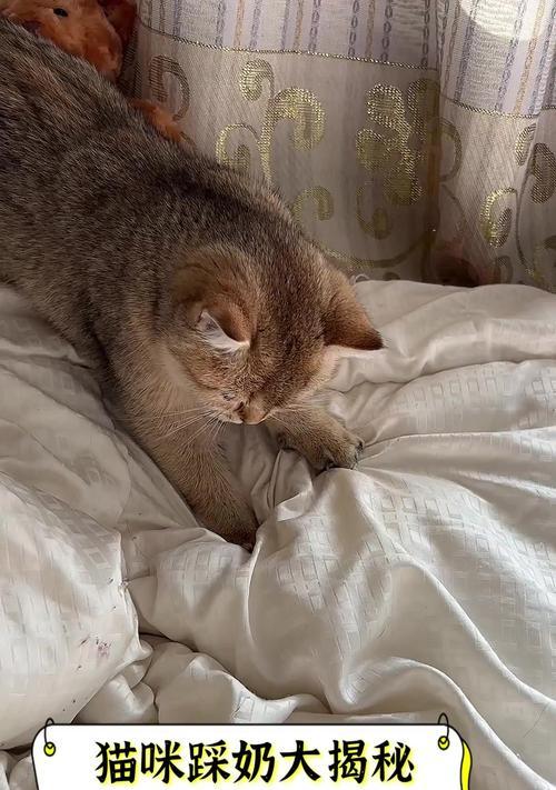 猫咪的奇妙表现(探索宠物猫咪的神奇行为) 猫咪的奇妙表现(探索宠物猫咪的神奇行为)