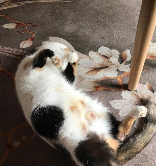 猫咪的奇妙表现(探索宠物猫咪的神奇行为) 猫咪的奇妙表现(探索宠物猫咪的神奇行为)