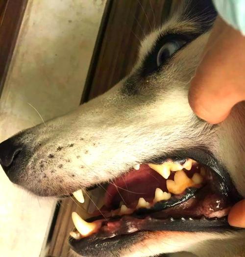 狗的口腔健康,从洁牙开始(为你的爱犬提供最佳洁牙方法) 狗的口腔健康,从洁牙开始(为你的爱犬提供最佳洁牙方法)