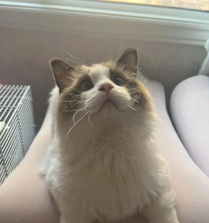 猫咪胡子的奥秘（为什么猫咪的胡子往前）