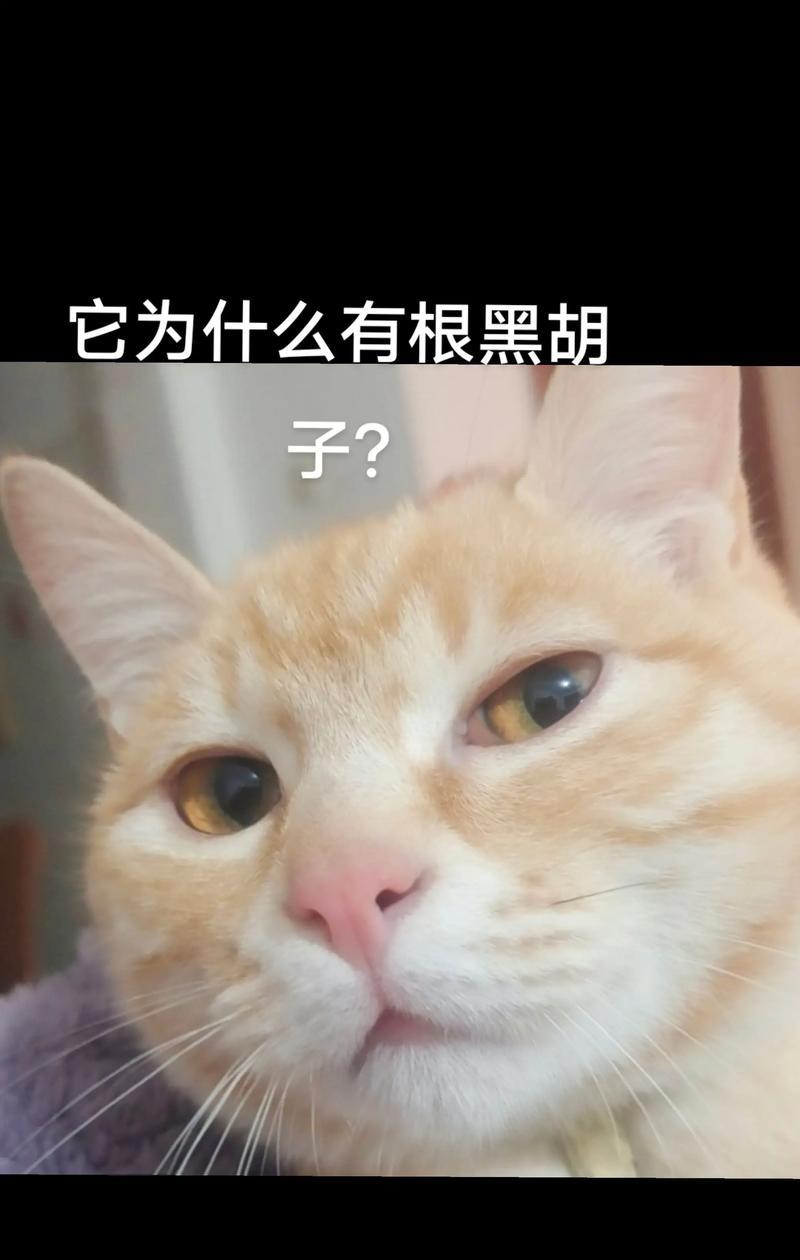 猫咪胡子的奥秘（为什么猫咪的胡子往前）