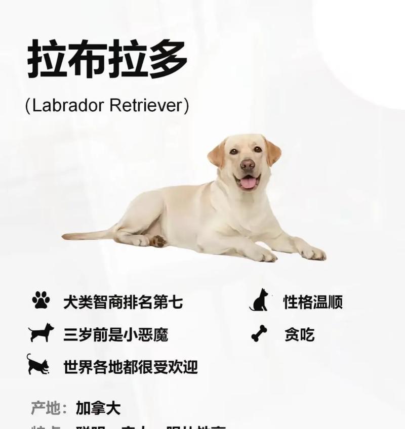 拉布拉多犬的温和可爱（探索拉布拉多犬的性格与行为）