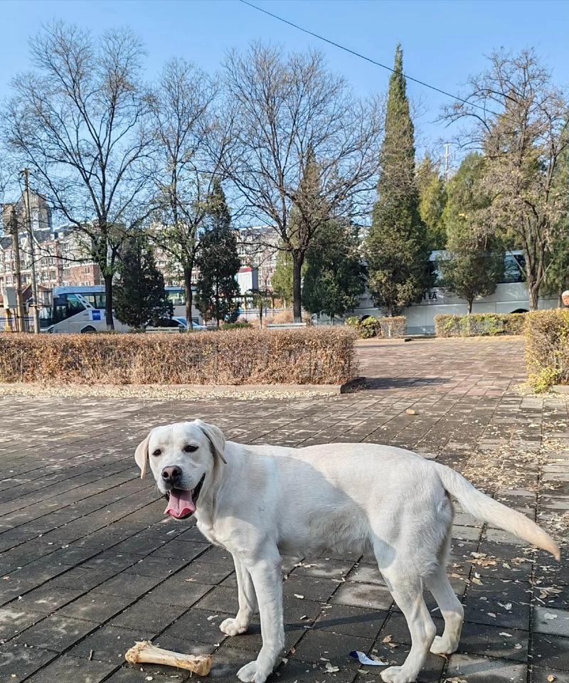 拉布拉多犬的温和可爱（探索拉布拉多犬的性格与行为）