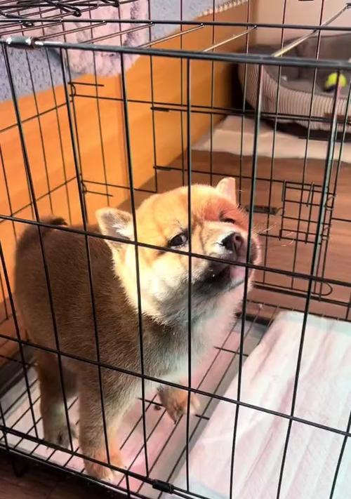 如何解决两个月幼犬便秘还拉稀的问题（宠物的健康问题需要及时解决）