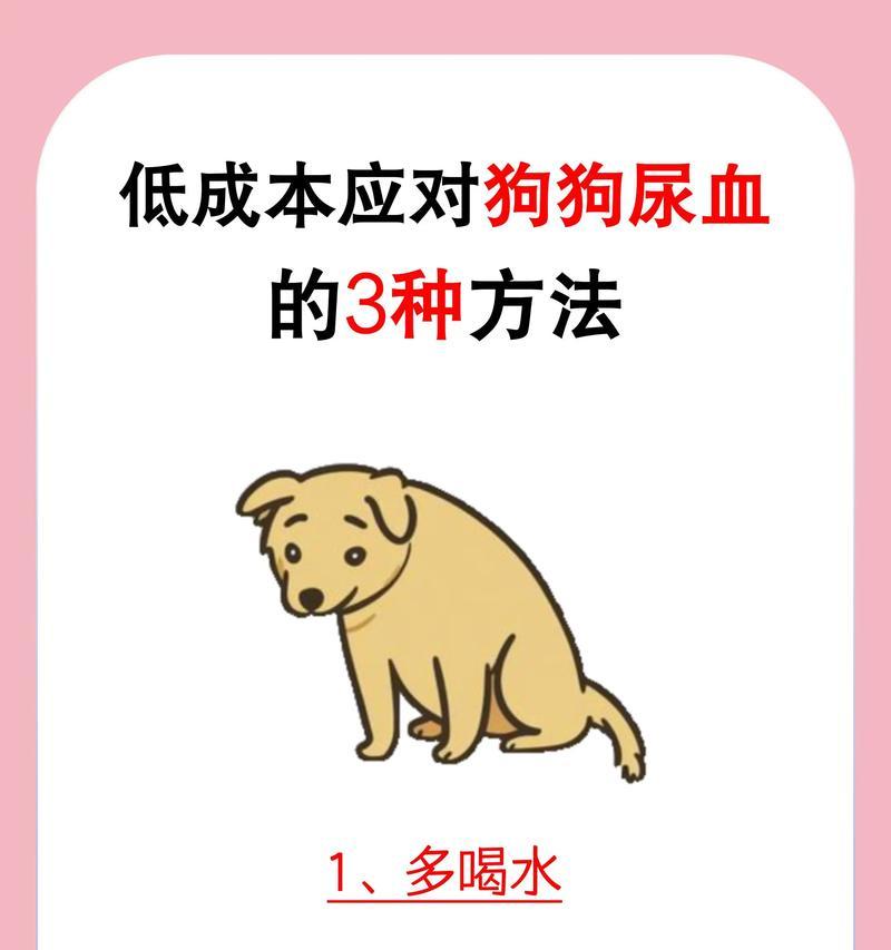 如何解决两个月幼犬便秘还拉稀的问题（宠物的健康问题需要及时解决）