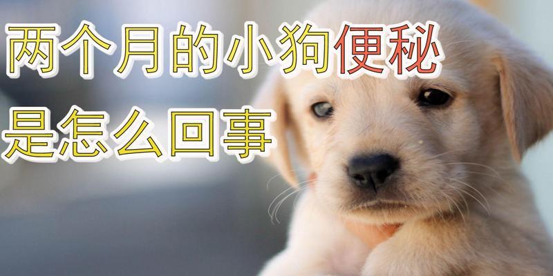如何解决两个月幼犬便秘还拉稀的问题（宠物的健康问题需要及时解决）