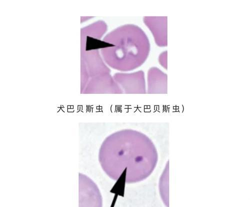 如何判断狗需要打虫（宠物爱犬的健康福利）