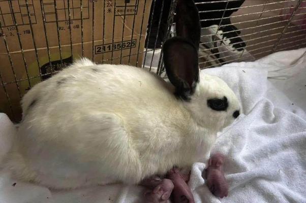 以熊猫兔为宠物的养护方法(了解熊猫兔的生长周期和饲养技巧) 以熊猫兔为宠物的养护方法(了解熊猫兔的生长周期和饲养技巧)