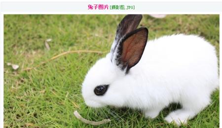 以熊猫兔为宠物的养护方法(了解熊猫兔的生长周期和饲养技巧) 以熊猫兔为宠物的养护方法(了解熊猫兔的生长周期和饲养技巧)