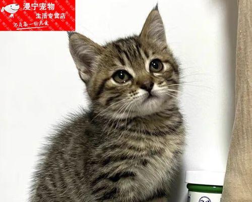 小猫抓老鼠有什么技巧(以宠物为主) 小猫抓老鼠有什么技巧(以宠物为主)