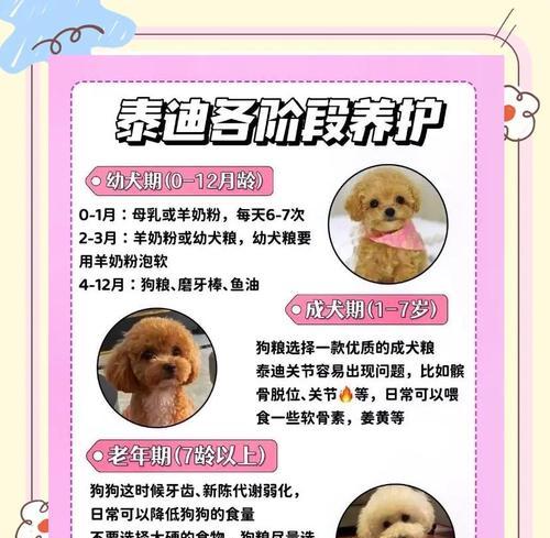如何让泰迪狗毛柔软不卷（从洗浴到饮食）