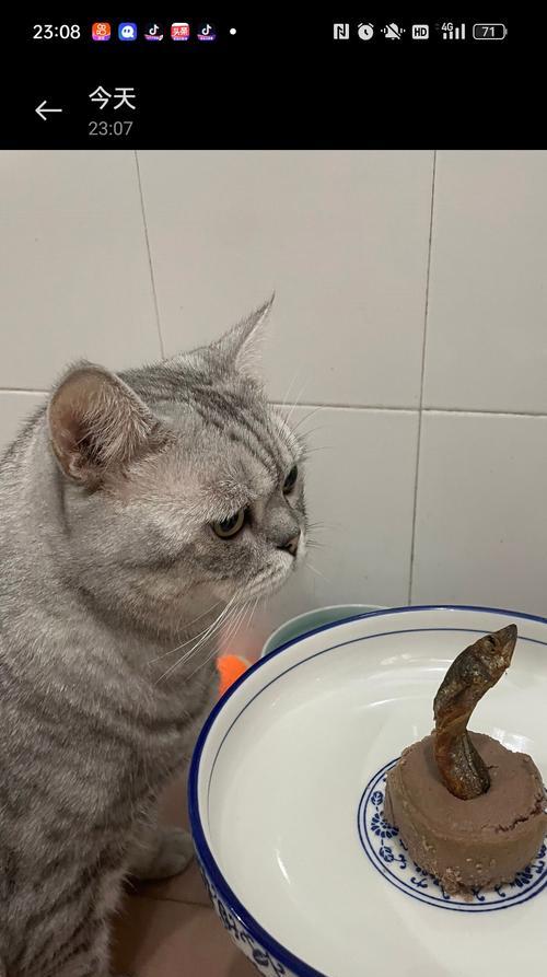 宠物健康必须注意——猫咪吃了吐(如何预防和应对猫咪健康问题) 宠物健康必须注意——猫咪吃了吐(如何预防和应对猫咪健康问题)