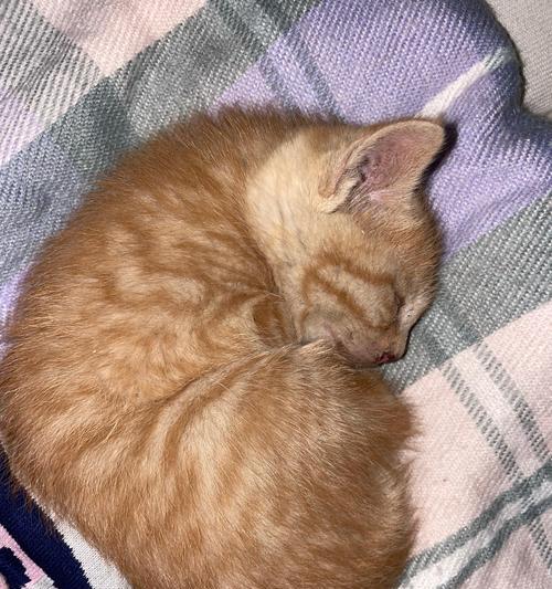 宠物健康必须注意——猫咪吃了吐(如何预防和应对猫咪健康问题) 宠物健康必须注意——猫咪吃了吐(如何预防和应对猫咪健康问题)