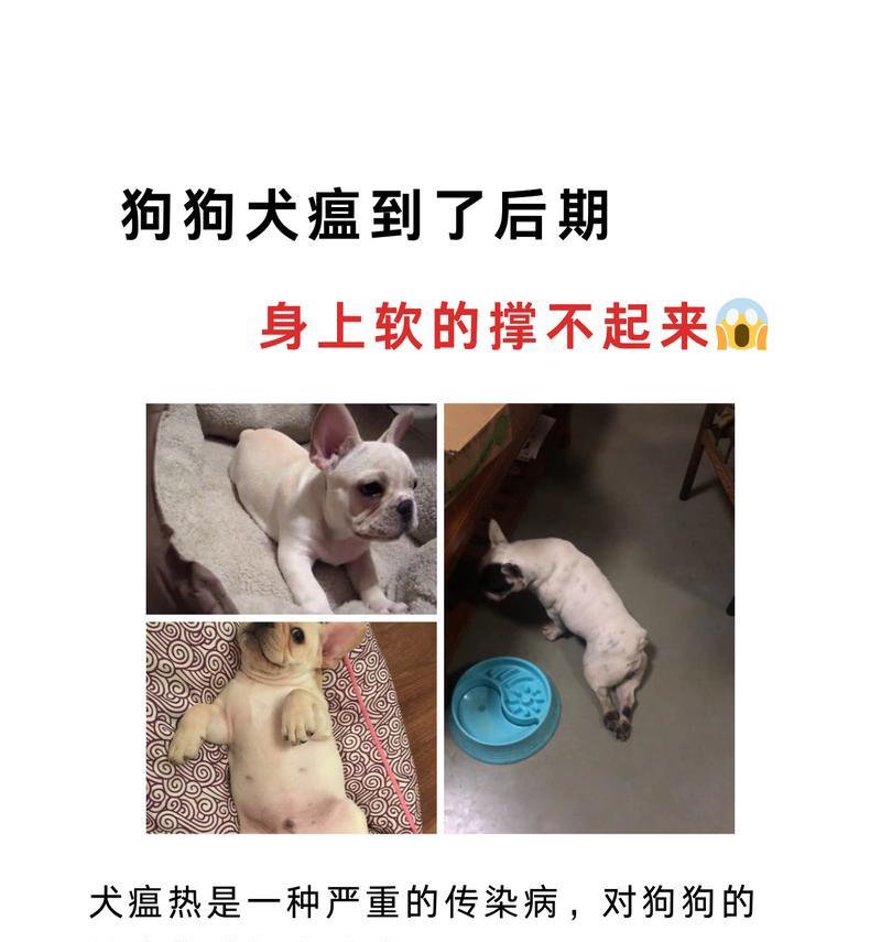犬瘟病毒致流鼻涕,你的宠物需要特别关注(犬瘟病毒感染引发的流鼻涕症状及防治措施) 犬瘟病毒致流鼻涕,你的宠物需要特别关注(犬瘟病毒感染引发的流鼻涕症状及防治措施)