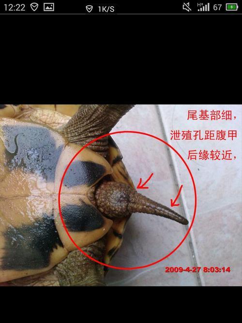 如何分辨宠物乌龟的性别(从外观和行为两方面入手) 如何分辨宠物乌龟的性别(从外观和行为两方面入手)