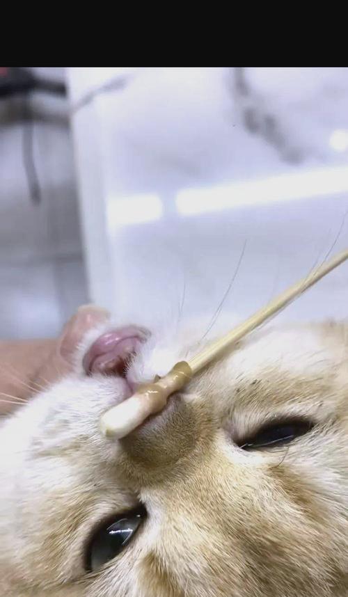 小猫流泪流鼻涕，宠物主人必知的健康常识（探究小猫流泪流鼻涕的原因）