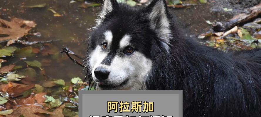 为什么阿拉斯加不愿意吃狗粮(揭秘宠物狗偏食的原因与解决方法) 为什么阿拉斯加不愿意吃狗粮(揭秘宠物狗偏食的原因与解决方法)