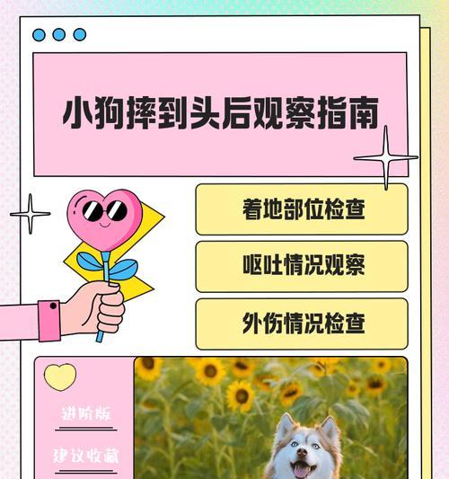 如何观察宠物狗的健康状况(从行为习惯) 如何观察宠物狗的健康状况(从行为习惯)