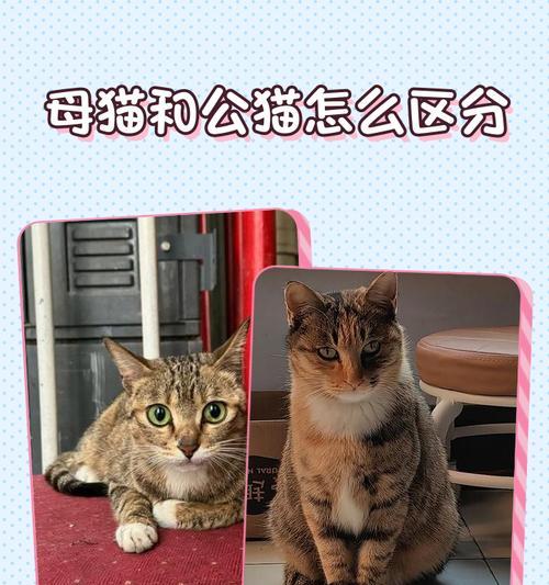 从外貌、行为和生理特征三方面入手，轻松看出猫咪是公还是母（从外貌、行为和生理特征三方面入手）