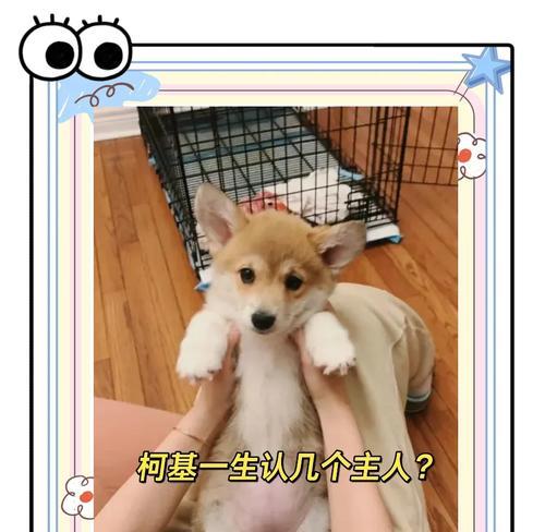 宠物故事(当柯基遇上野狗) 宠物故事(当柯基遇上野狗)