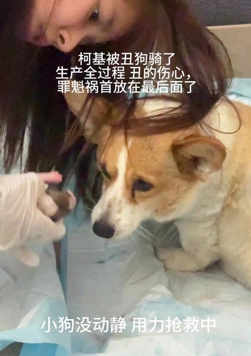 宠物故事(当柯基遇上野狗) 宠物故事(当柯基遇上野狗)