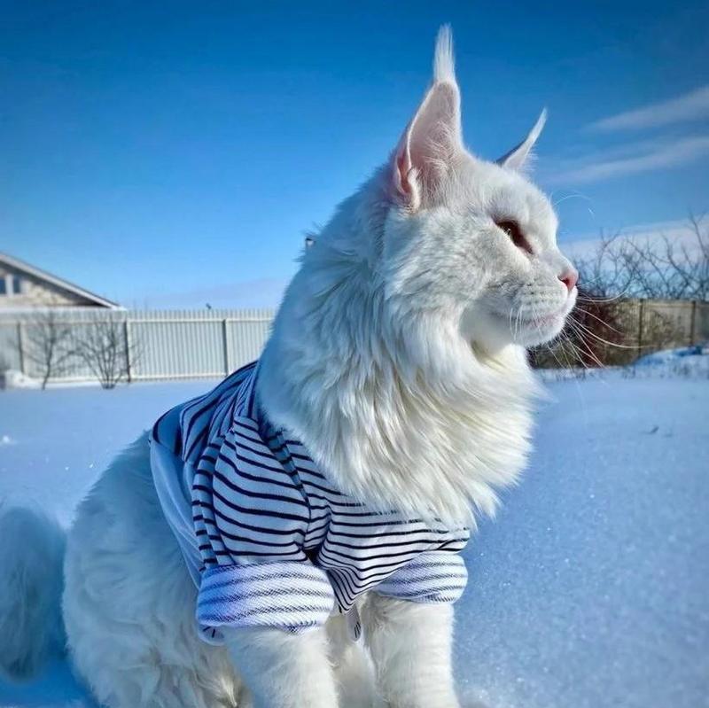 探访世界上最大的猫——西伯利亚虎猫(以宠物为主) 探访世界上最大的猫——西伯利亚虎猫(以宠物为主)