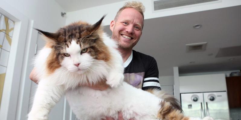 探访世界上最大的猫——西伯利亚虎猫(以宠物为主) 探访世界上最大的猫——西伯利亚虎猫(以宠物为主)