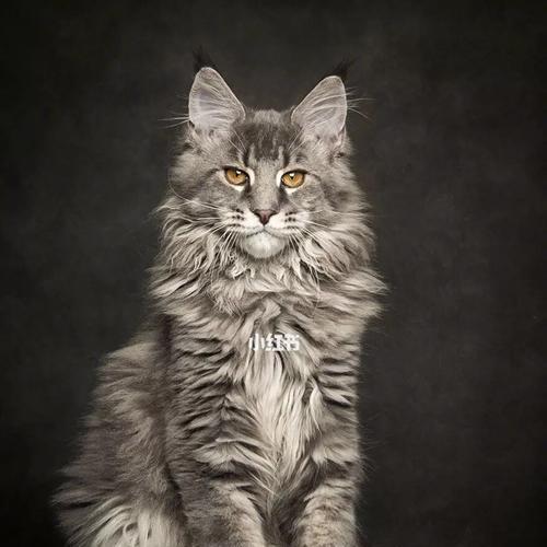 探访世界上最大的猫——西伯利亚虎猫(以宠物为主) 探访世界上最大的猫——西伯利亚虎猫(以宠物为主)