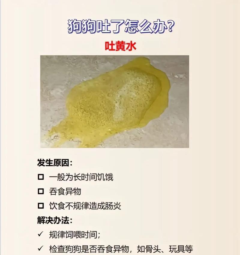宠物狗吐水的原因分析与处理方法（狗突然吐水）
