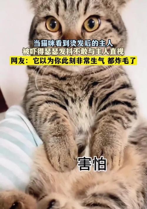 当宠物猫咪失禁——宠物爱护的必要性（以猫咪吓得失禁为例）