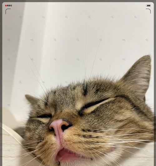 当宠物猫咪失禁——宠物爱护的必要性（以猫咪吓得失禁为例）