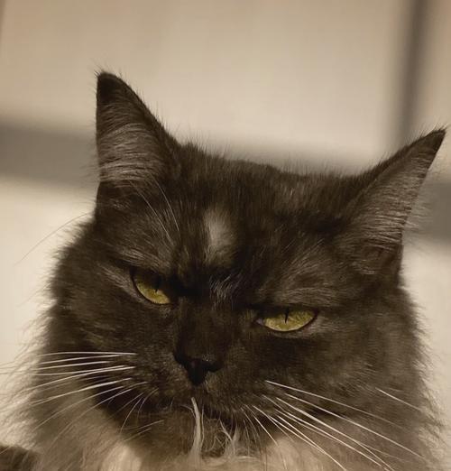 当宠物猫咪失禁——宠物爱护的必要性（以猫咪吓得失禁为例）