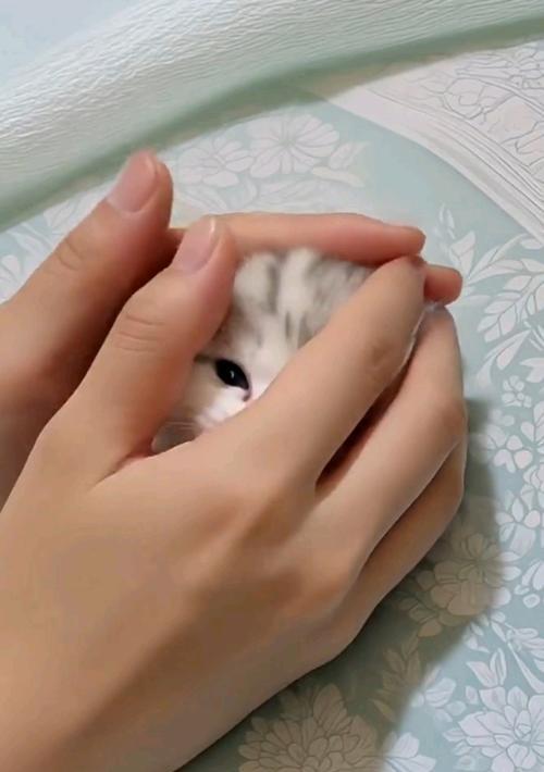 如何让宠物猫变得老实可爱（掌握5种方法）