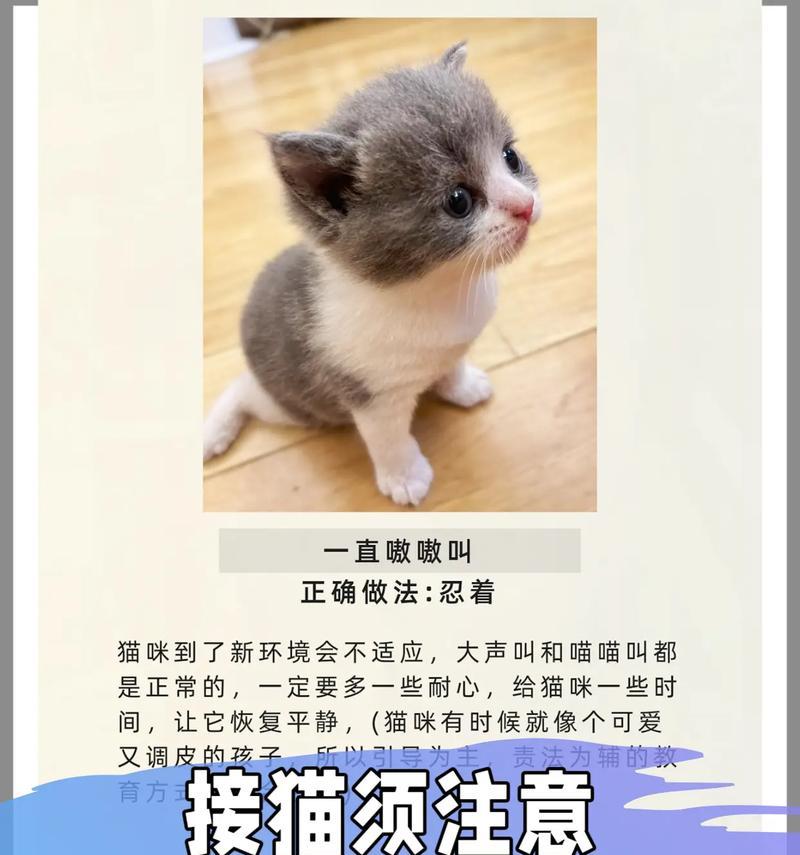 如何让宠物猫变得老实可爱(掌握5种方法) 如何让宠物猫变得老实可爱(掌握5种方法)
