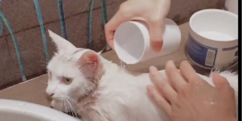 猫咪洗澡跳蚤大作战（以宠物为主）