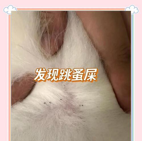 猫咪洗澡跳蚤大作战(以宠物为主) 猫咪洗澡跳蚤大作战(以宠物为主)