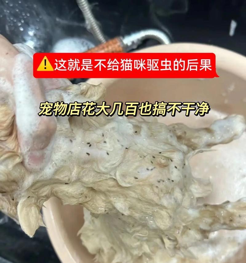 猫咪洗澡跳蚤大作战(以宠物为主) 猫咪洗澡跳蚤大作战(以宠物为主)