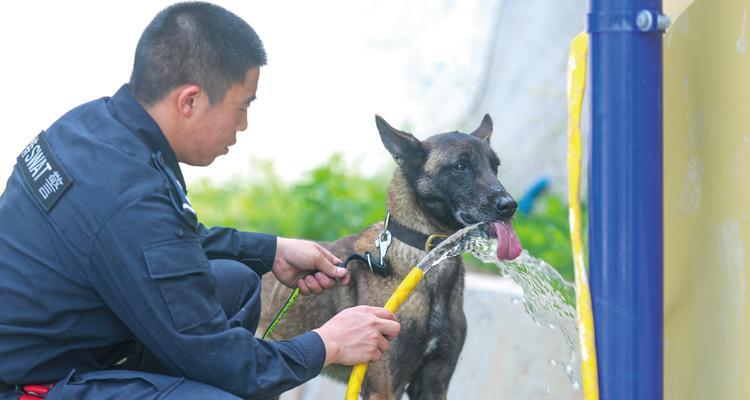 神犬奇兵演员表全揭秘(以宠物为主的惊险冒险之旅) 神犬奇兵演员表全揭秘(以宠物为主的惊险冒险之旅)
