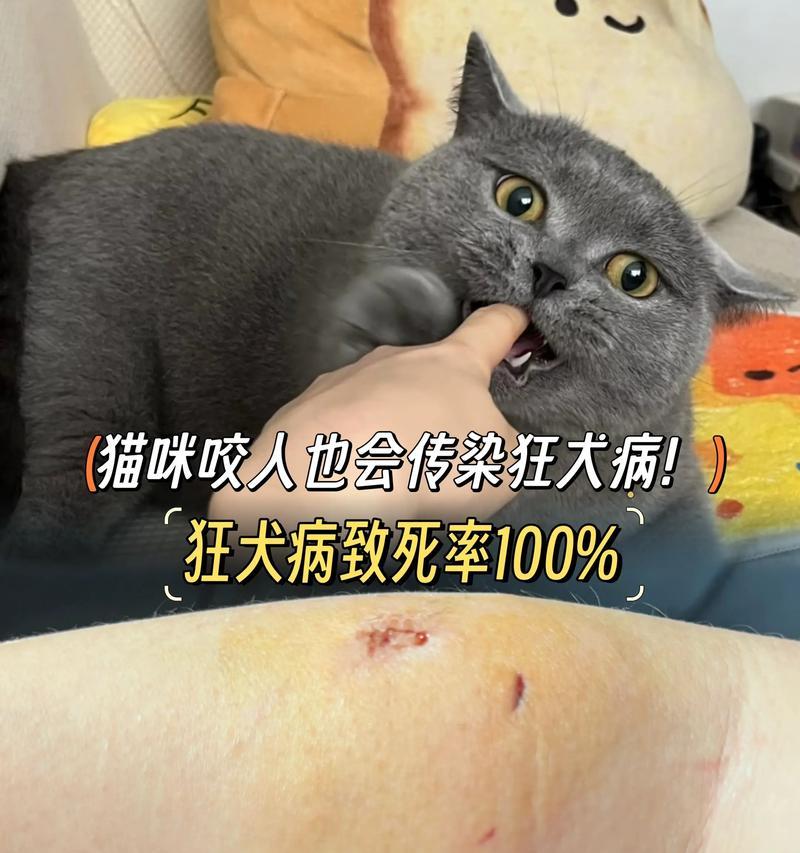 宠物狂犬病咬人真的会发生吗（探究宠物狂犬病传染）