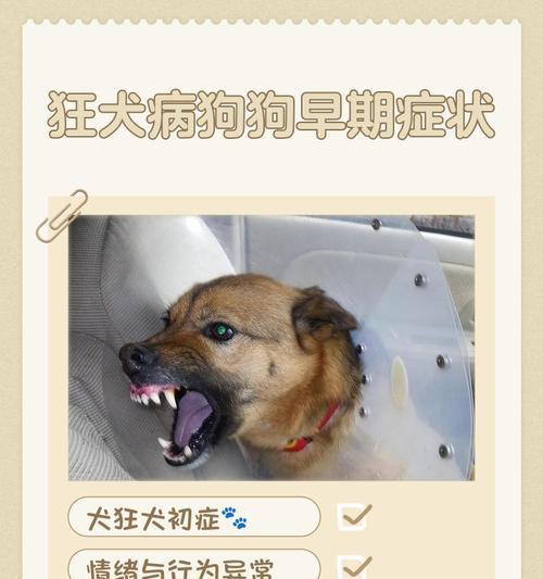 宠物狂犬病咬人真的会发生吗（探究宠物狂犬病传染）