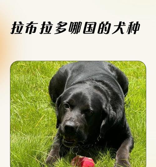 了解拉布拉多犬——最适合家庭的宠物(聪明、友善、活泼) 了解拉布拉多犬——最适合家庭的宠物(聪明、友善、活泼)