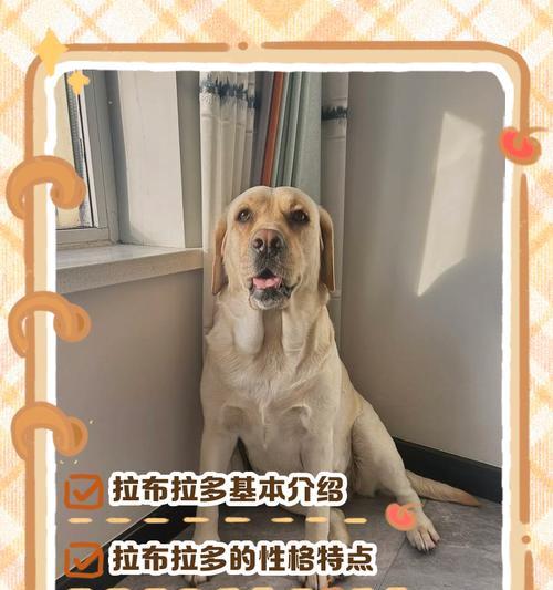 了解拉布拉多犬——最适合家庭的宠物(聪明、友善、活泼) 了解拉布拉多犬——最适合家庭的宠物(聪明、友善、活泼)