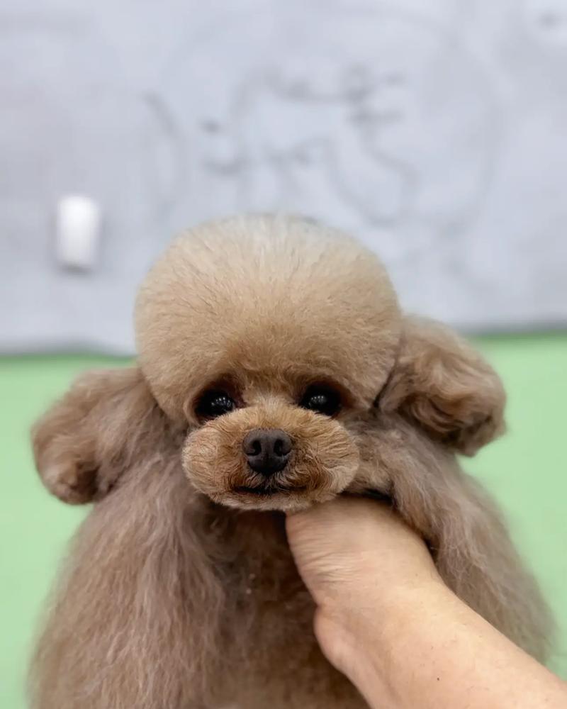 狗狗头老是抖动,这是为什么(解析狗狗头抖动的原因及处理方法) 狗狗头老是抖动,这是为什么(解析狗狗头抖动的原因及处理方法)