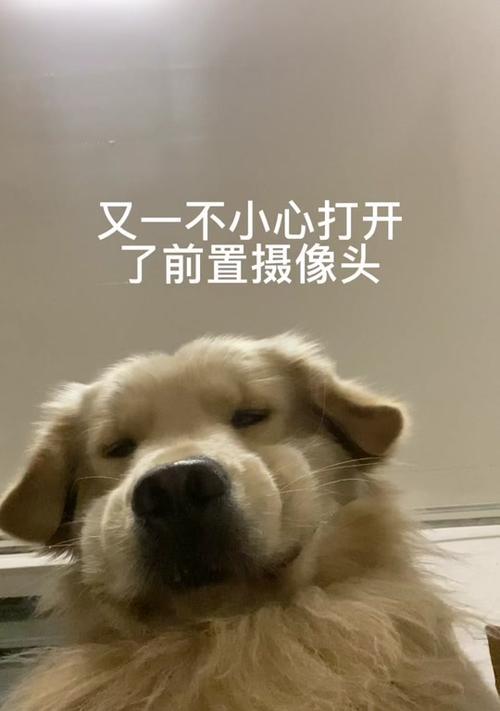 狗狗头老是抖动,这是为什么(解析狗狗头抖动的原因及处理方法) 狗狗头老是抖动,这是为什么(解析狗狗头抖动的原因及处理方法)