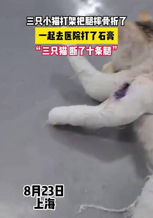 如何应对宠物猫咪骨折的紧急情况(掌握正确的急救方法) 如何应对宠物猫咪骨折的紧急情况(掌握正确的急救方法)