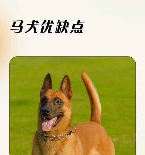 如何训练宠物站立（教马犬站起来的技巧和方法）