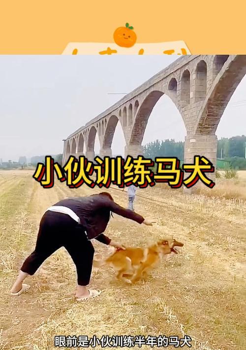 如何训练宠物站立（教马犬站起来的技巧和方法）